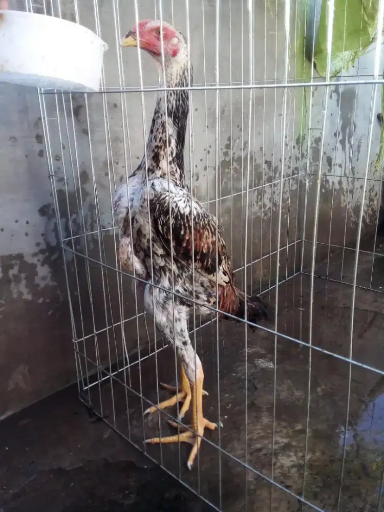 Ayam shamo eropa three colour