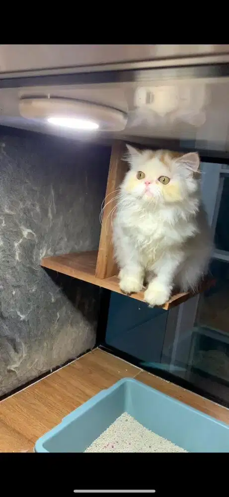 Kitten Calico 4 Bulan Pesek