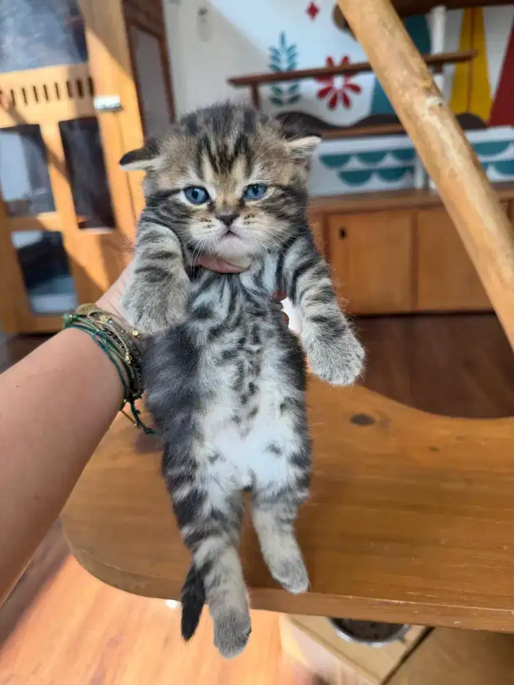 BSH X SCOTTISH STRAIGHT MALE