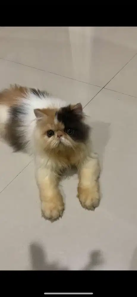 Kitten Calico Peak 4 Bulan