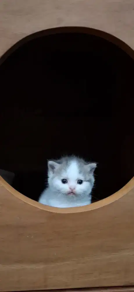 BSH X SCOTTISH STRAIGHT MALE