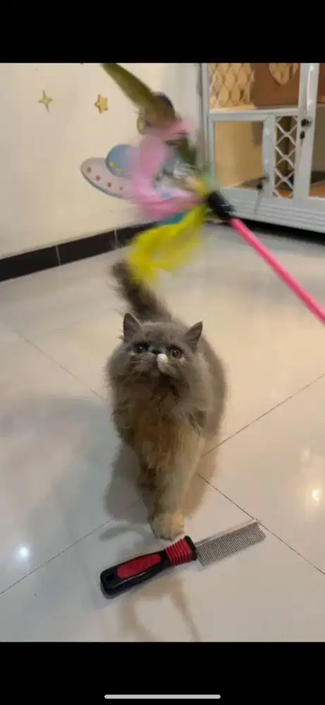 Kitten Abu Peak Extrem