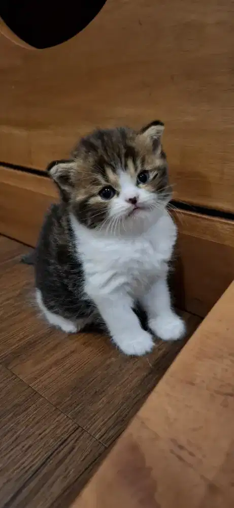 BSH X SCOTTISH STRAIGHT MALE