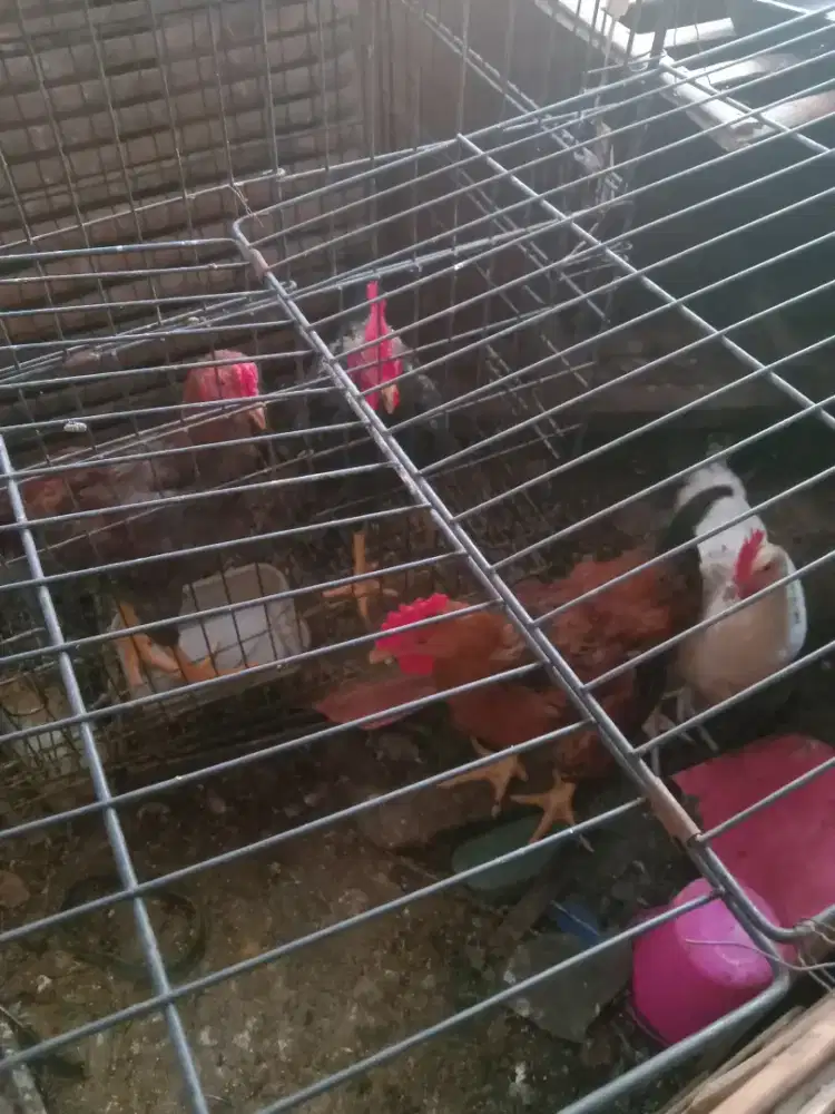 Ayam kampung jantan 4ekor