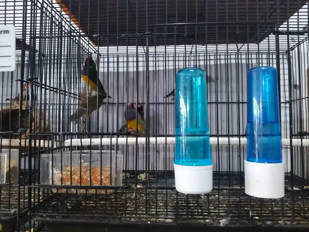 Jantan Gould Amadine