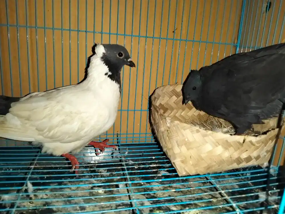 Burung dara endemik