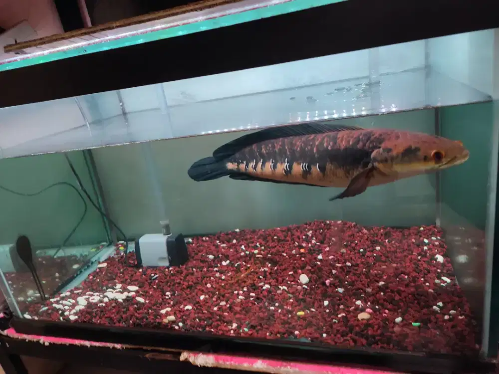 Chana Maru YS 45 cm jual cepat bunga banyak