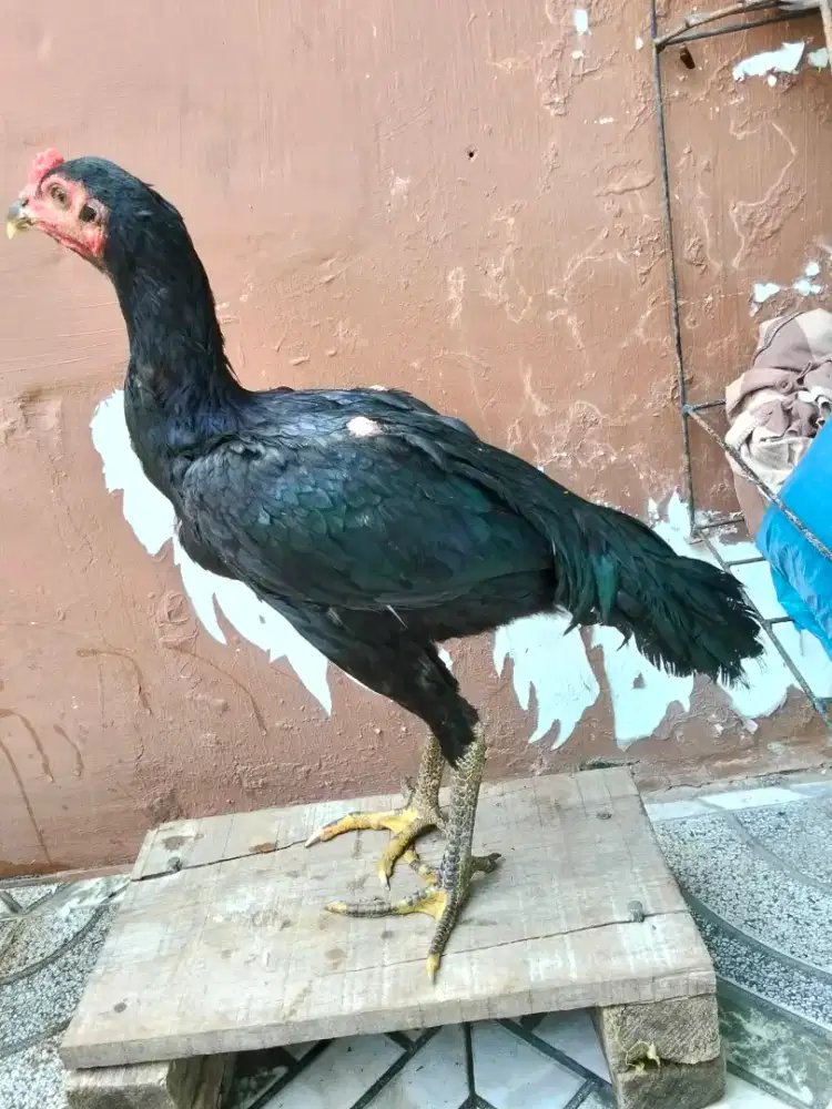 Ayam Koyngon Warna Hitam