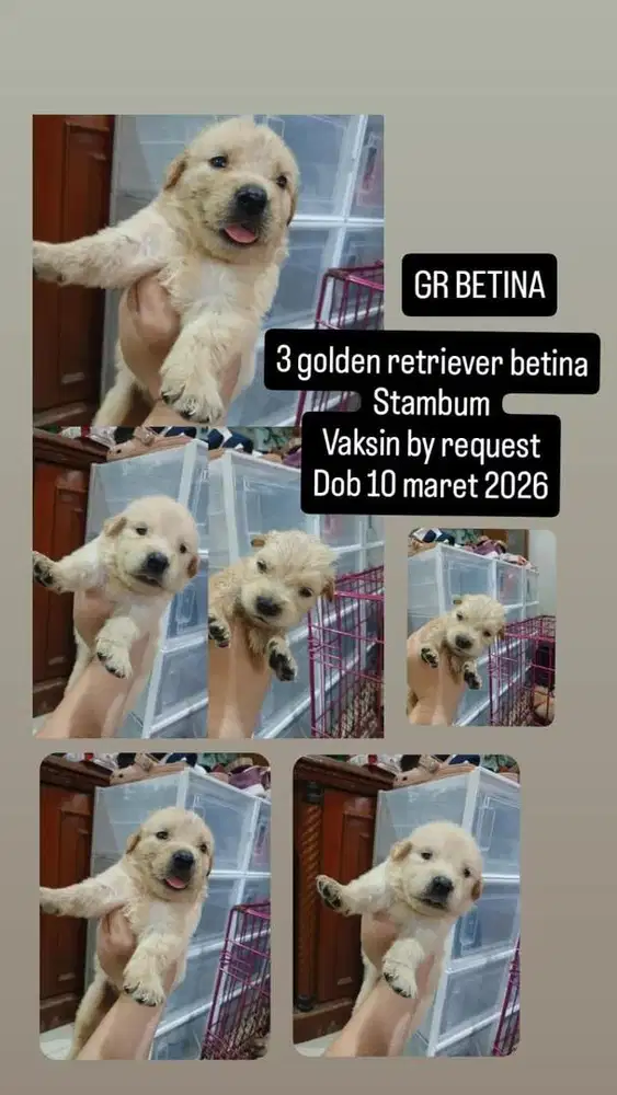 2 ekor GOLDEN RETRIEVER BETINA