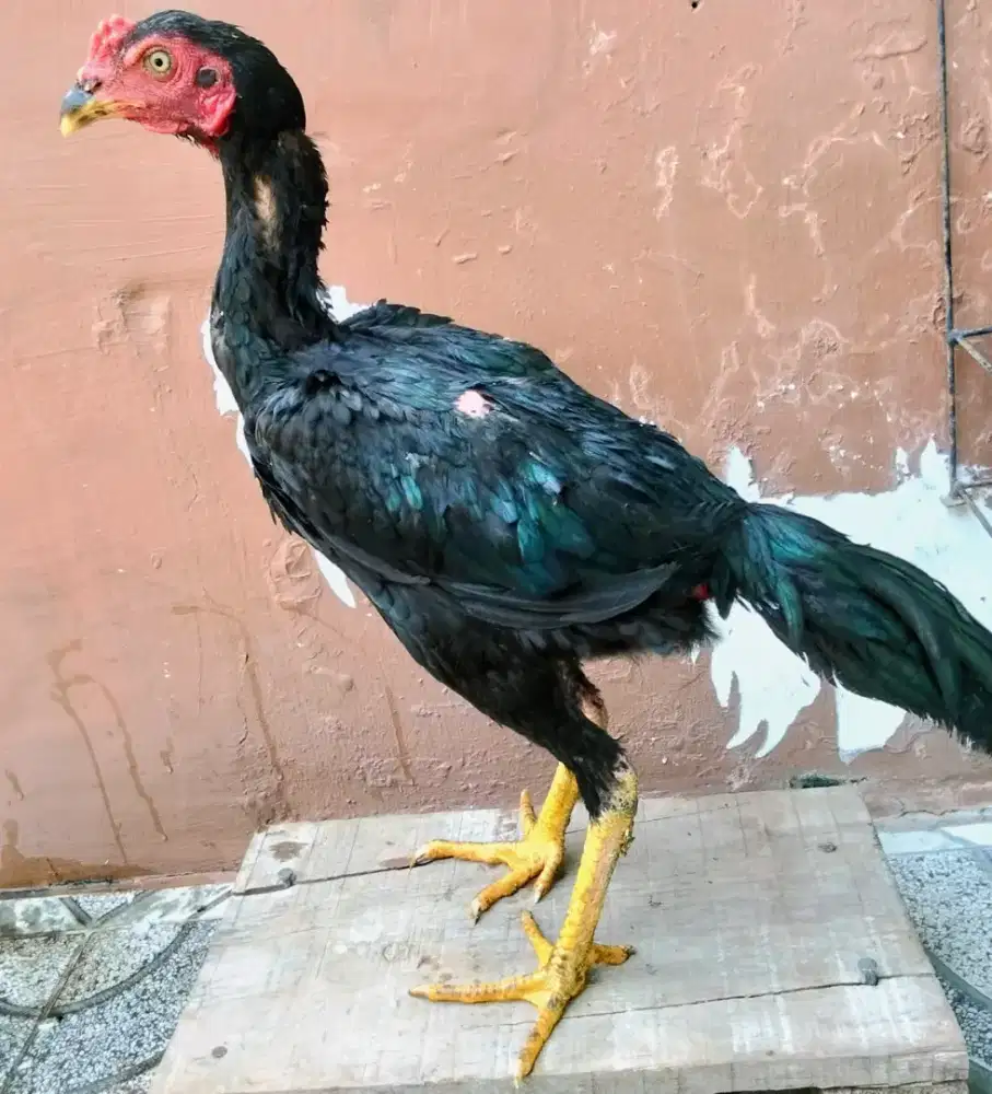 Ayam Koyngon Hitam