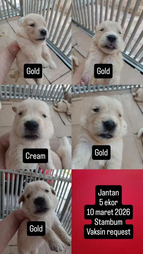 4 Ekor Golden Retriever Jantan