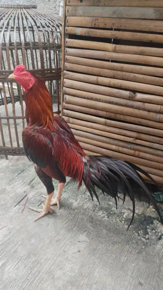 Jual ayam Koytrad Win 1 x