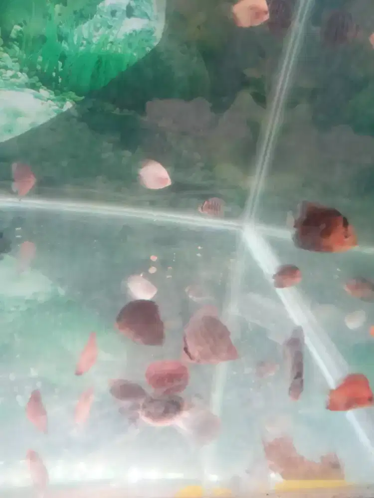 Ikan discus mix jenis