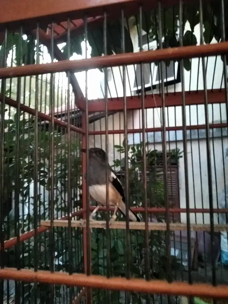 BURUNG KACER BETINA JINAK RAWATAN