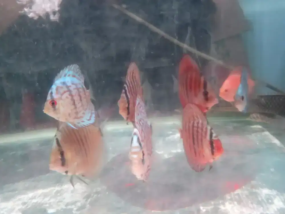 Ikan discus besar 2-3inchi