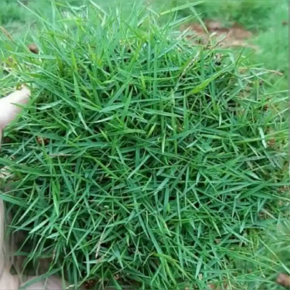 rumput packing/rumput jepang