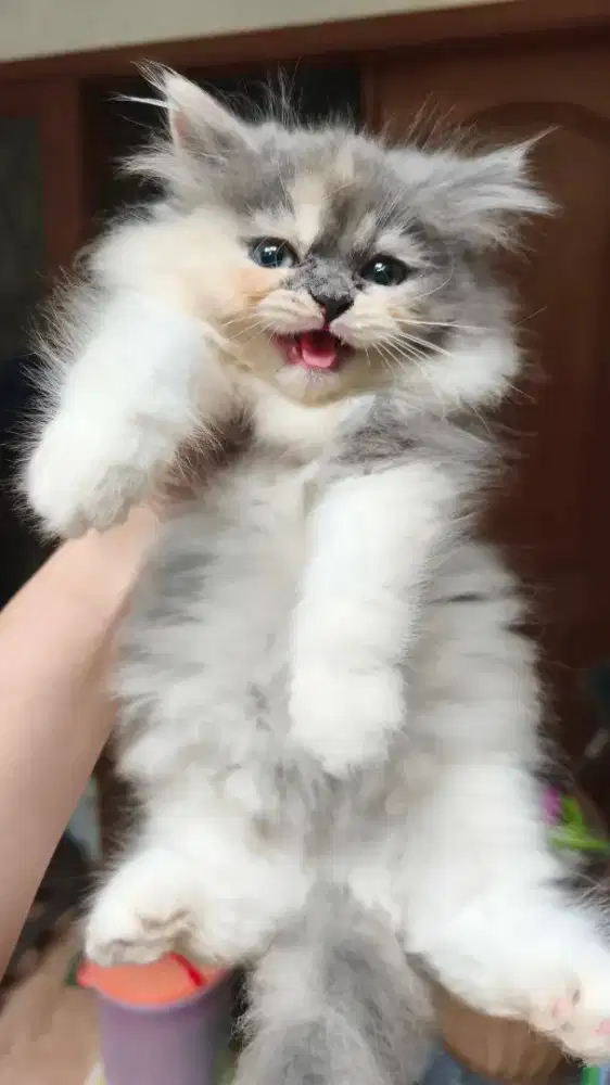 Kucing Persia Betina