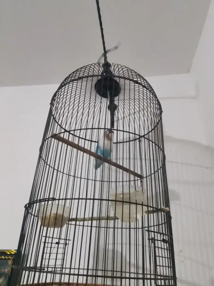 Burung love bird warna bagus jual fullset