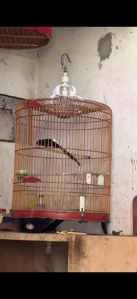 Murai batu gacor sujudd isian mewah ada videonya