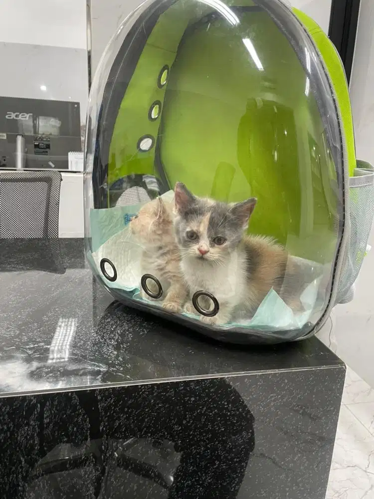 Kucing cebol Munckin BSH calico