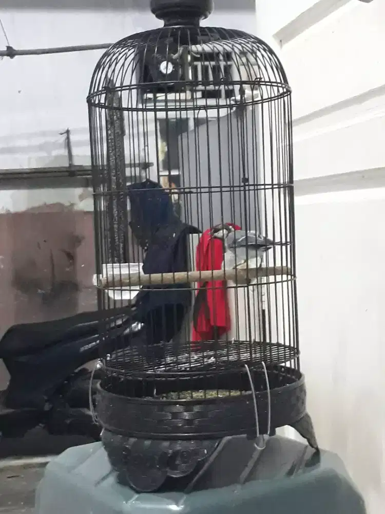 Burung gelatik batu gacor fs