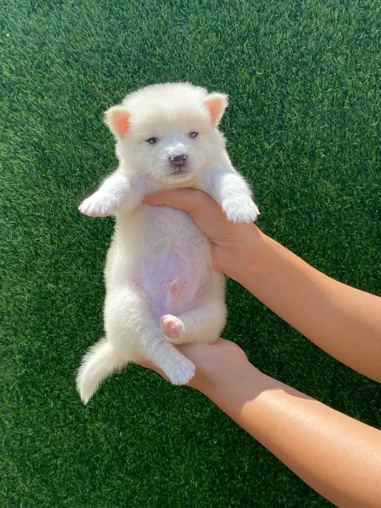 Anjing minipom mix