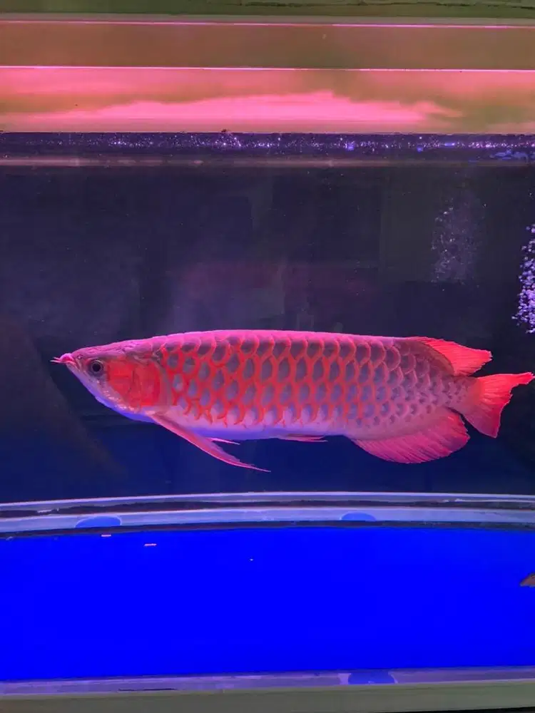 Jual Arwana Super Red