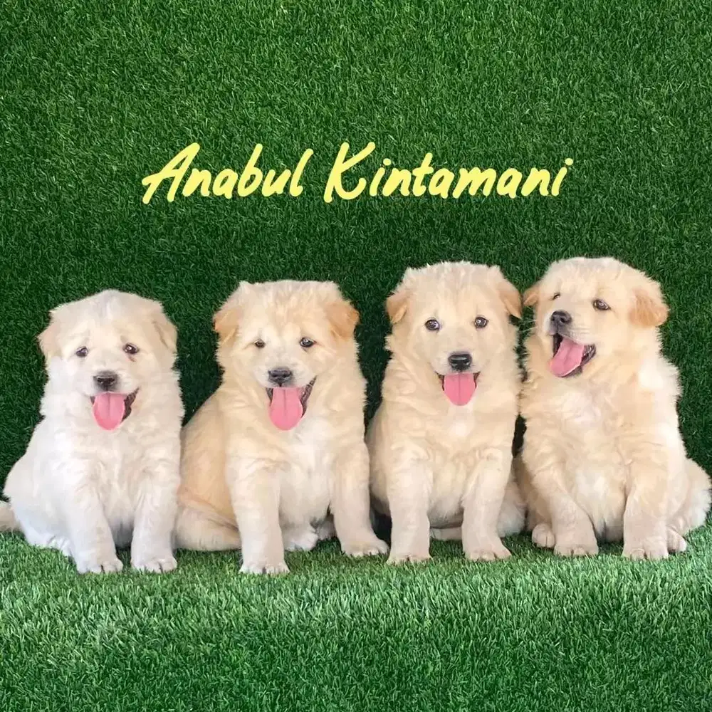 Anjing kintamani berkualitas