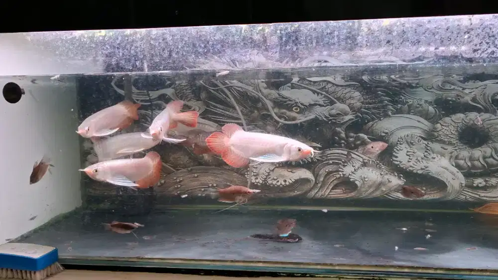 Super red -+ 22cm.ori kalbar. Lengkap serti chip