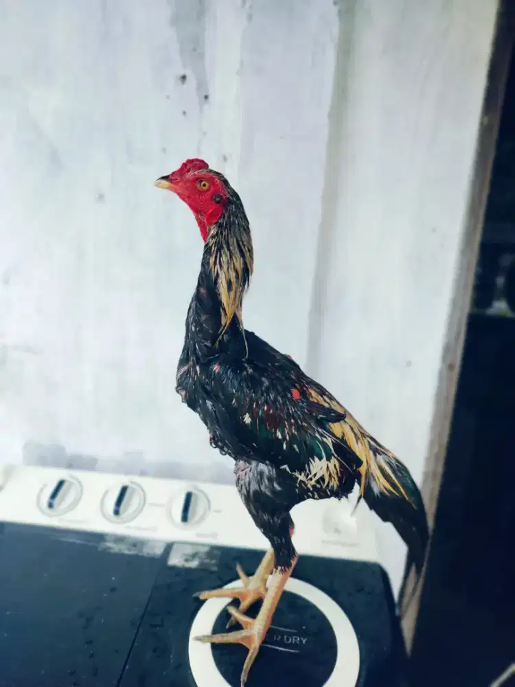 Bk mangon umur 6 bulan kurang