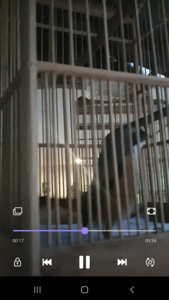 Pentet bocor jinak isian segambreng