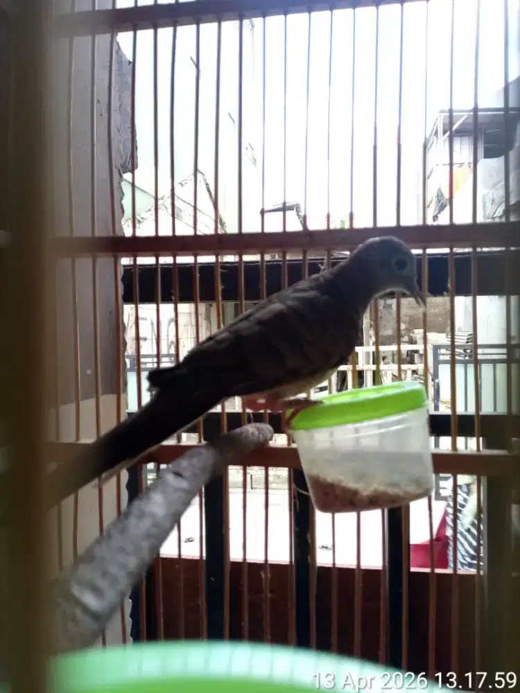 burung perkutut lokal mantap