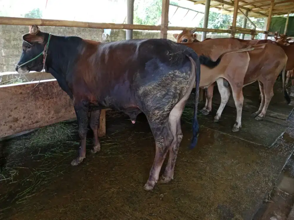 Sapi Qurban Ekonomis