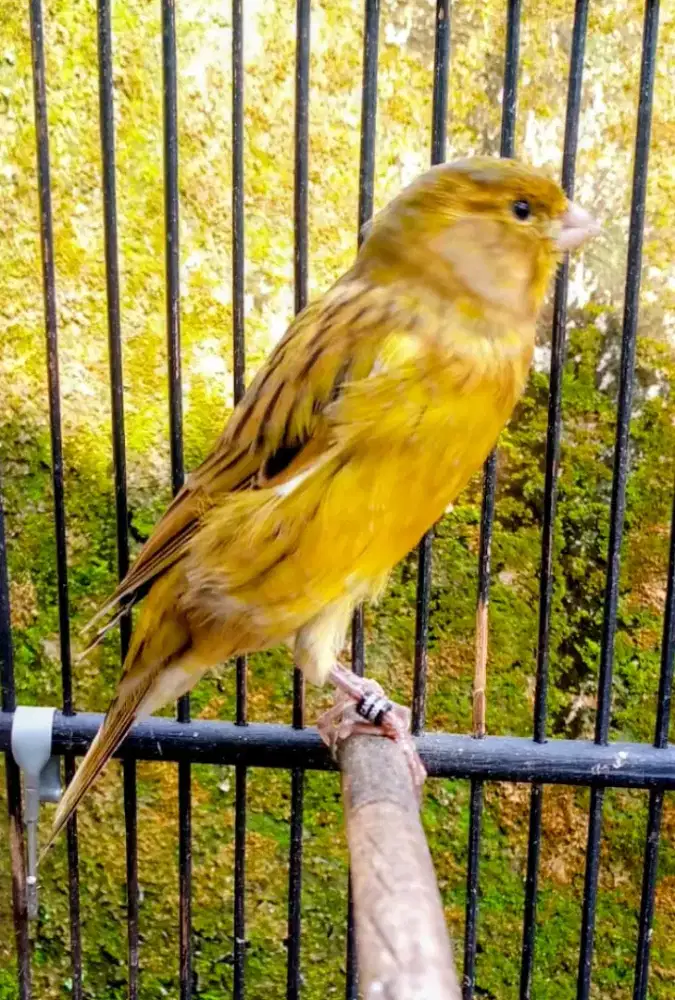 AFS MASTERAN BLACKSTROAT