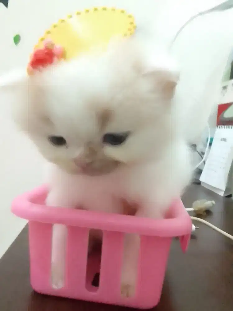 Kucing Persia medium