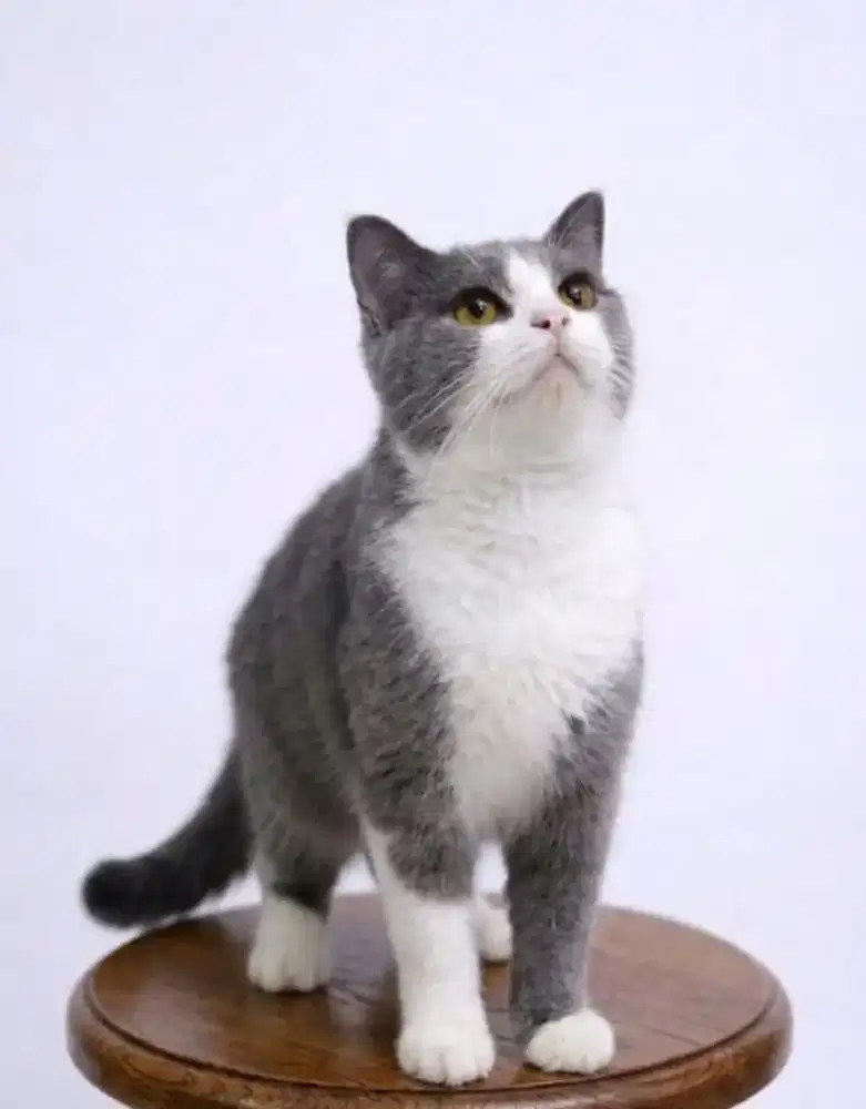 British Short Hair BSH Bicolor Blue Betina