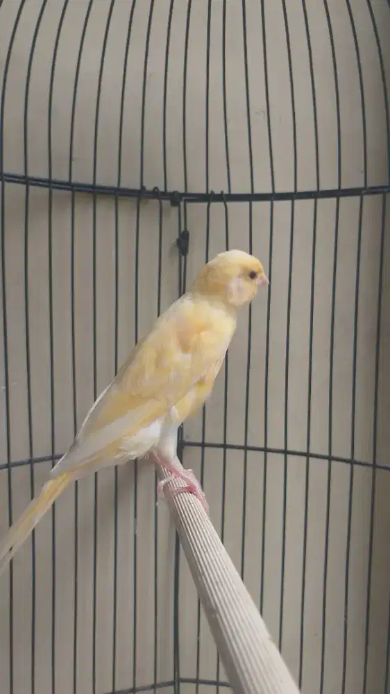 Kenari Spanish Timbrado x SF, Jantan