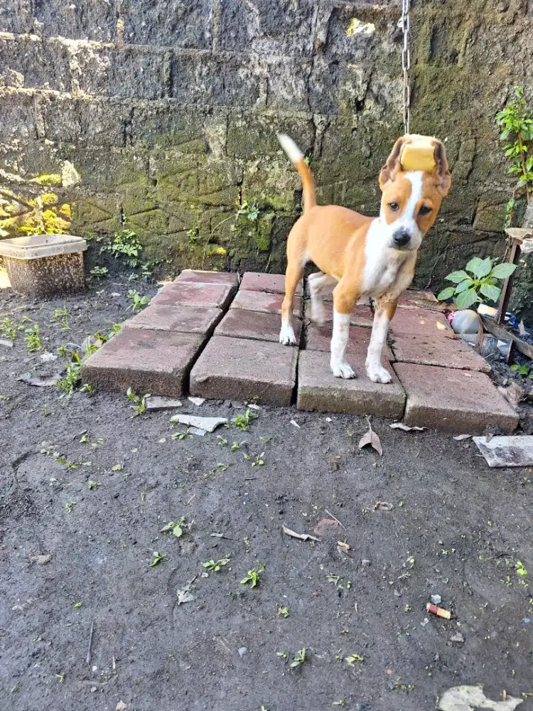 3/4 bull terrier jantan usia 2bln termurah se Indonesia