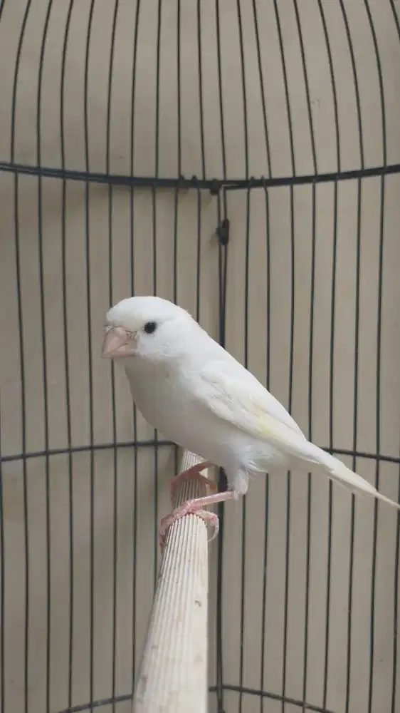 Kenari Spanish Timbrado, Jantan