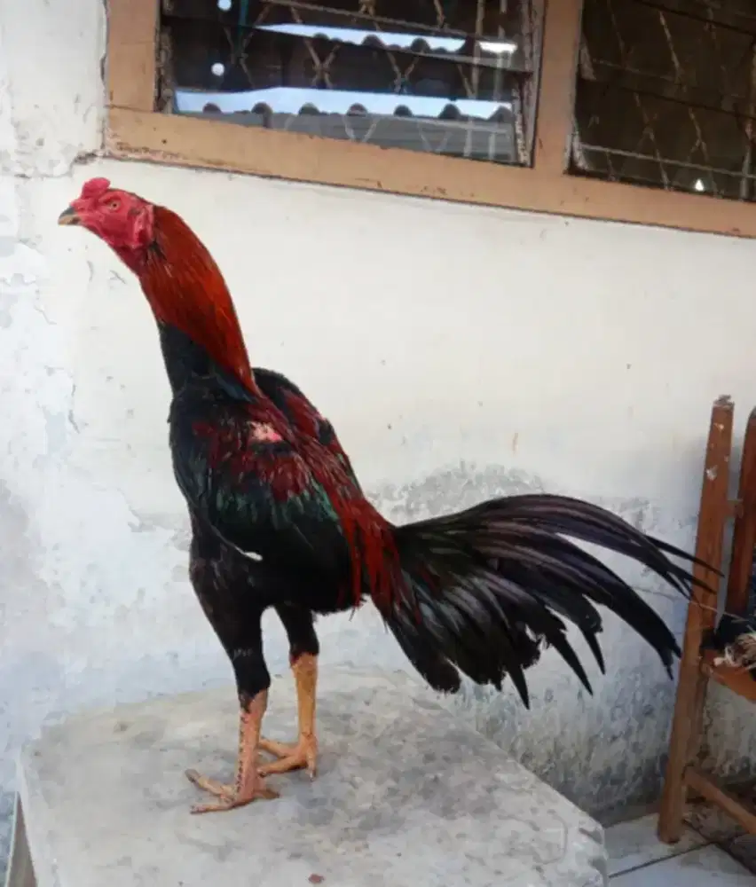 ayam bk selatan ukuran 6 full