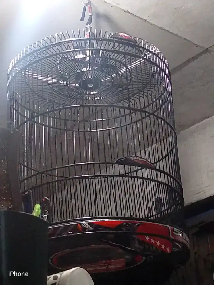 sangkar murai decall new