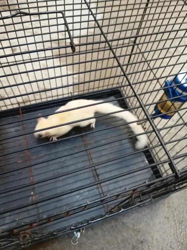 Dewasa betina leu @6