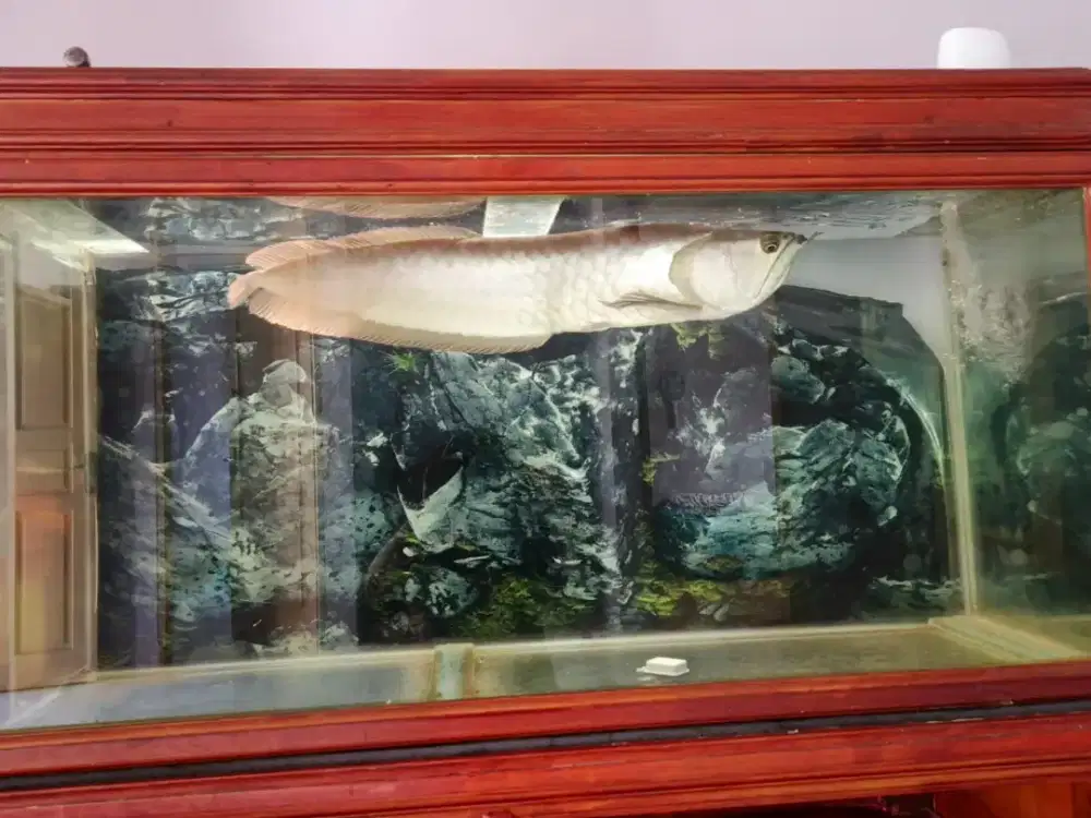 Ikan Arwana Silver Monster