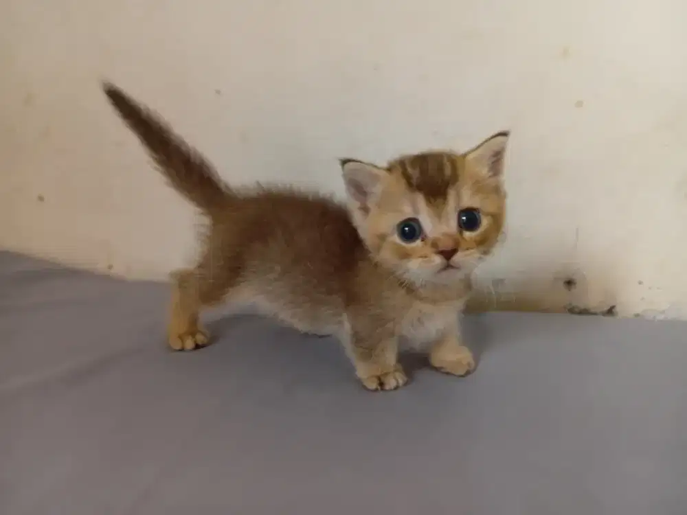 Bsh munckhin betina kaki cebol warna golden