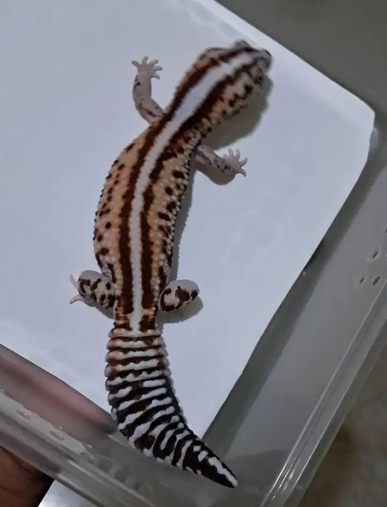 Aft white out patty stripe het oreo