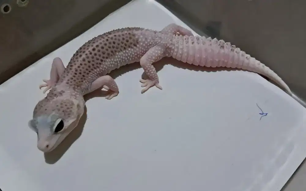 Gecko super pied betina