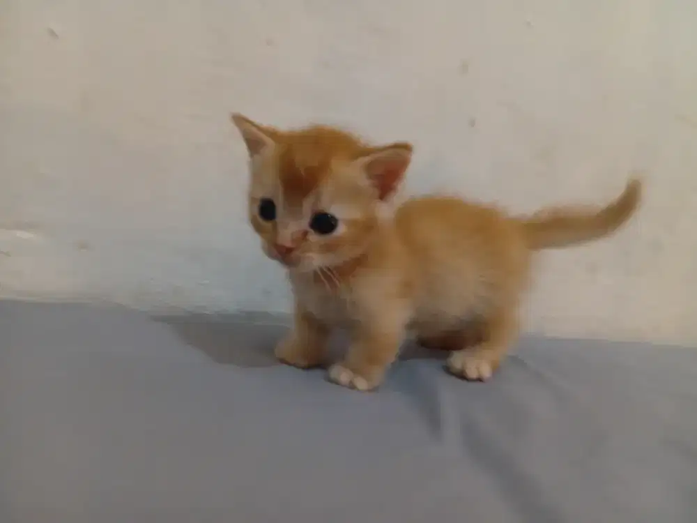 Bsh munckhin kaki cebol jantan