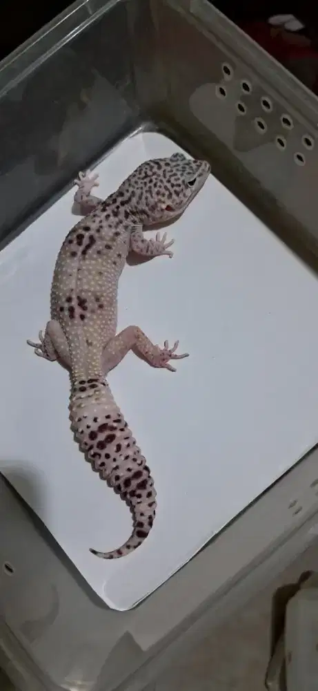 Gecko giant tremper