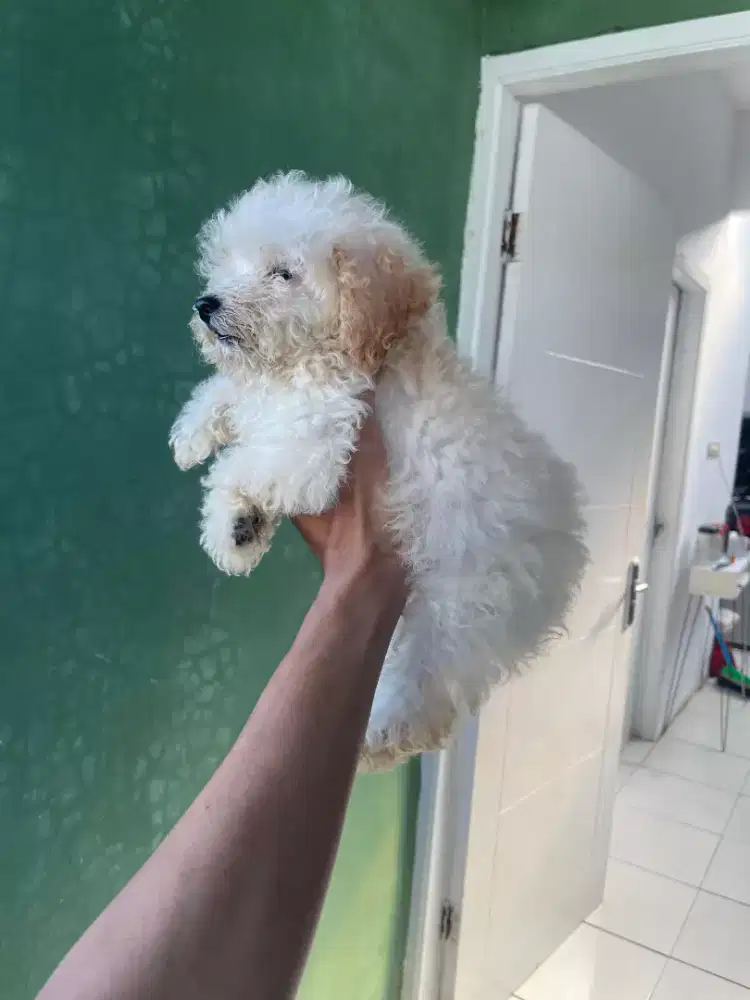 Tiny poodle apricot betina