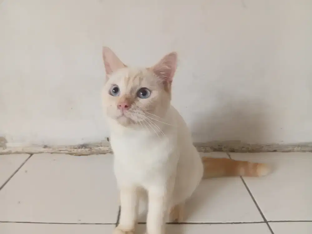 Bsh pure red poin jantan usia 10bulan